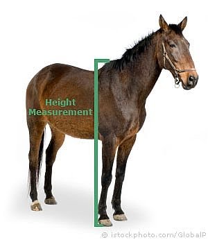 Never a dull moment: Is it really that hard to measure a horse??