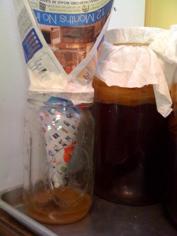 Real Food in Little Rock Countertop Fruit Fly Trap