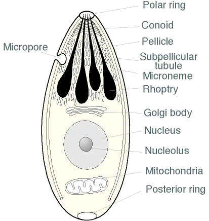 Protista diagram of radiolaria 