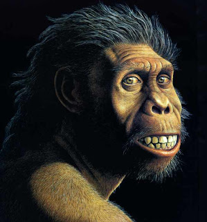 best hair: homo habilis