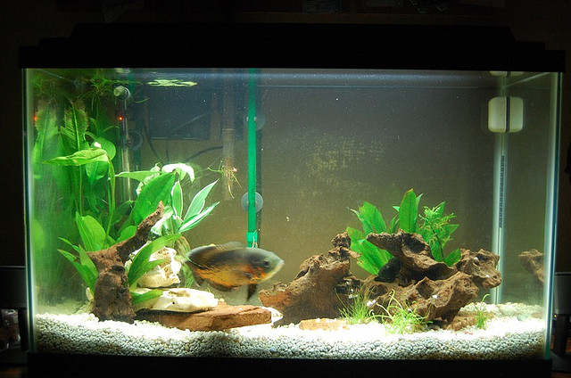 Fish Tankmates for Oscar | Exotic Tropical Ornamental Fish