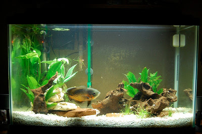 Fish Tankmates for Oscar Exotic Tropical Ornamental Fish 
