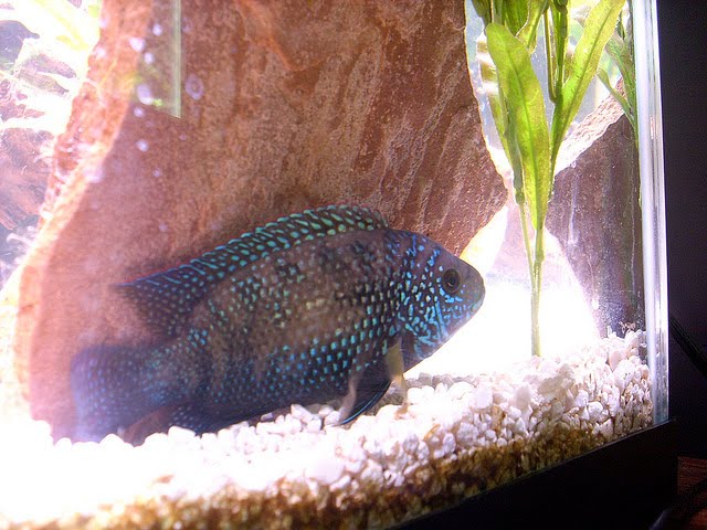 Fish Tankmates for Oscar Exotic Tropical Ornamental Fish 