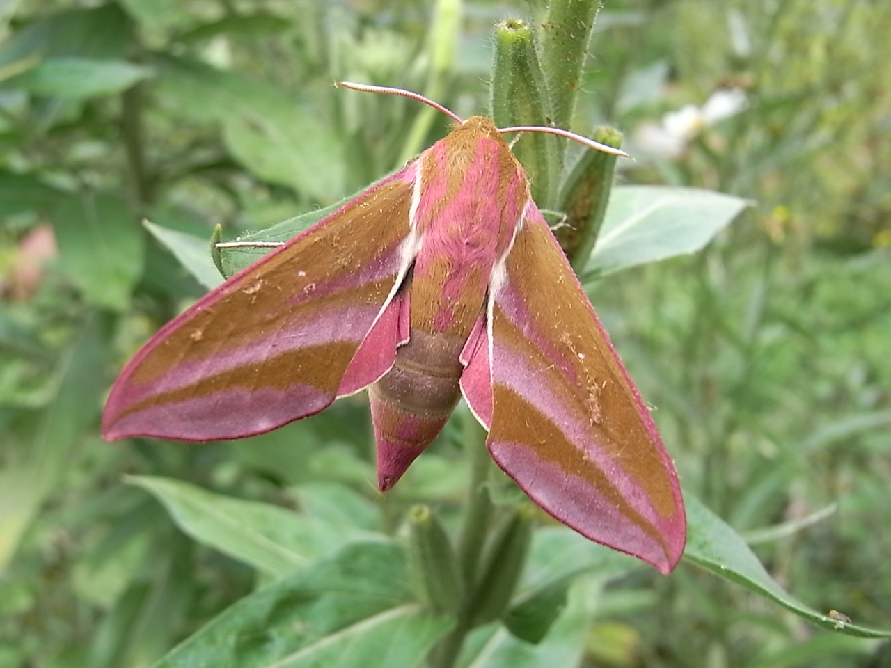 quatre saisons grand sphinx de la vigne