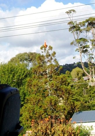 [100_2630+cr+rs.JPG]