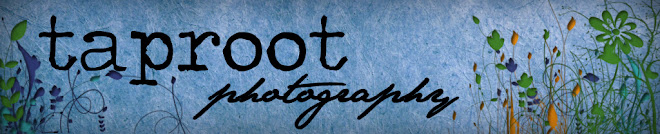 Taproot Photography