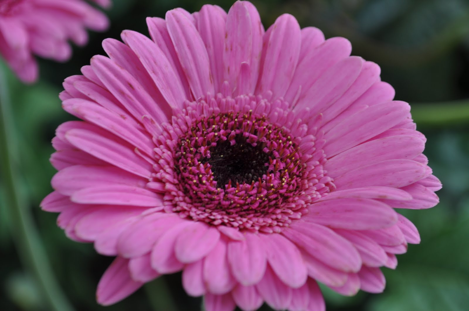 Flowers of Malaysia Gerbera Daisy