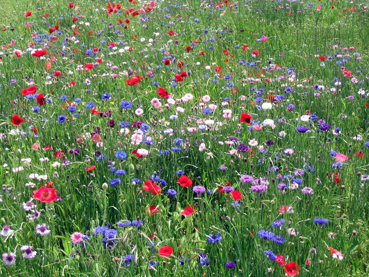 wildflowers%2B3.jpg