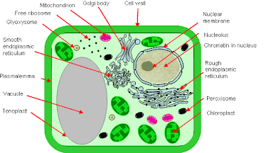 Picture of a plant cell