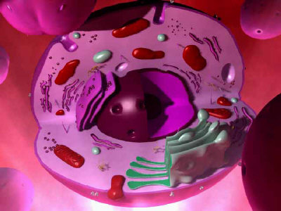Mini Unit Plan:  Plant, Animal and Bacterial Cells