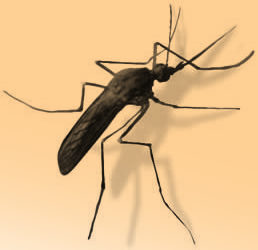 [mosquito+2.jpg]