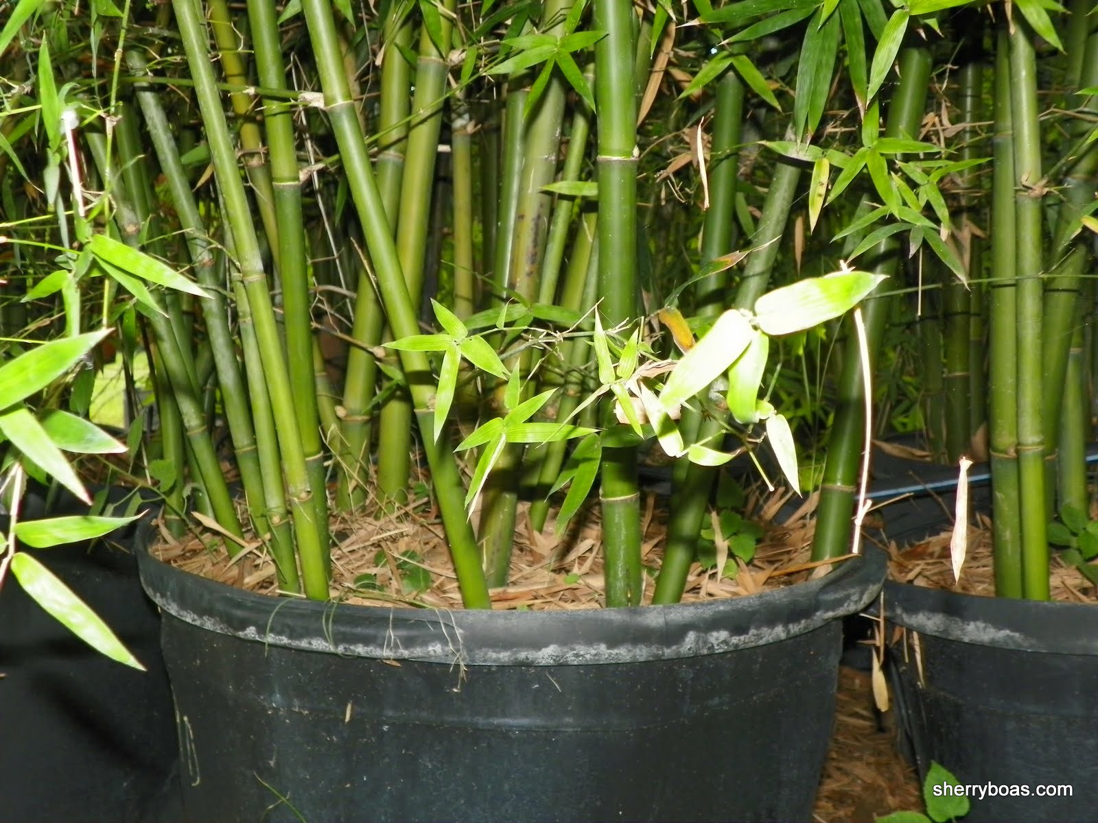 Bamboo in large containers Bamboo from Florida for Privacy & Beauty. FastGrowing, Non