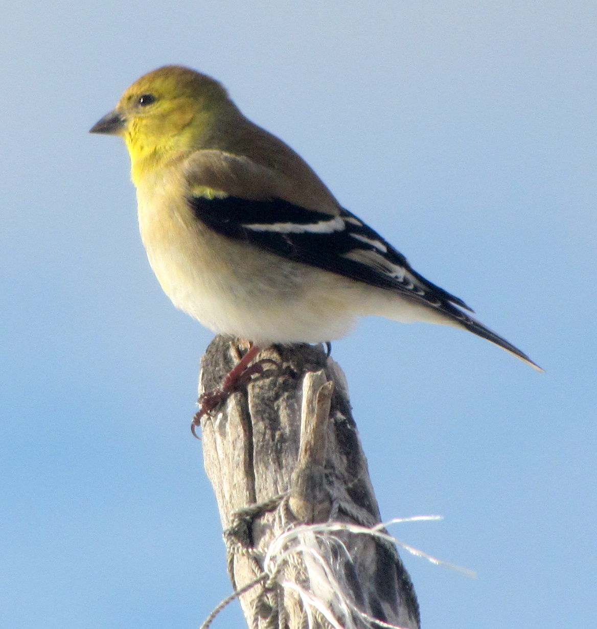 Pictures and Pursuits Perching Birds