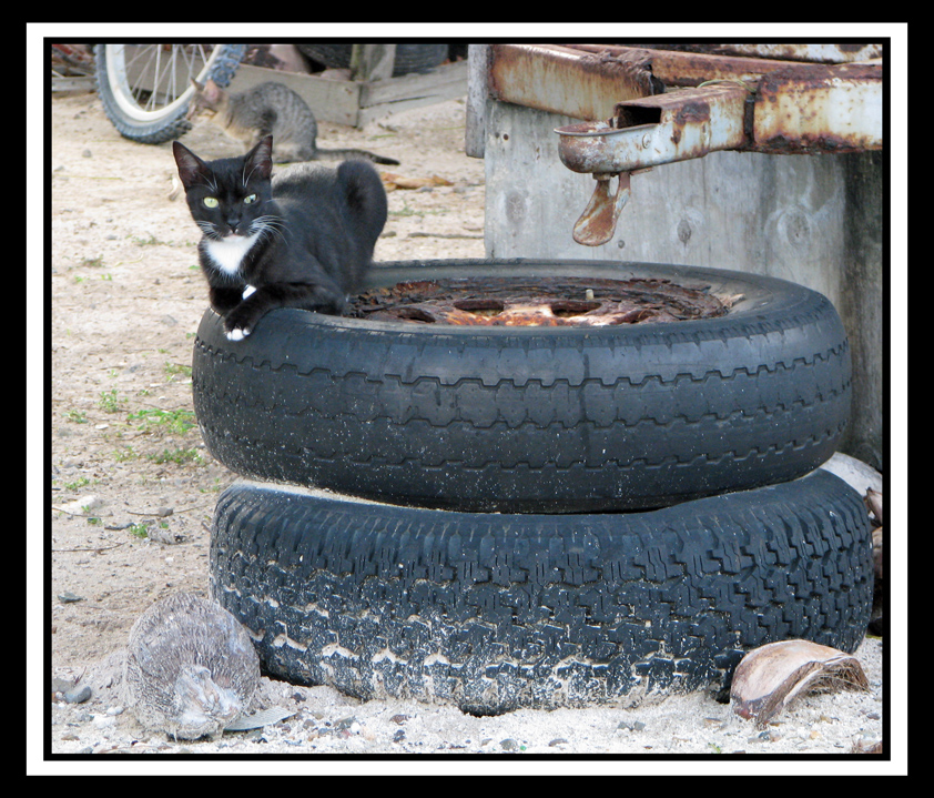 All Life Is Local Should Cats Be Allowed to Roam Free?