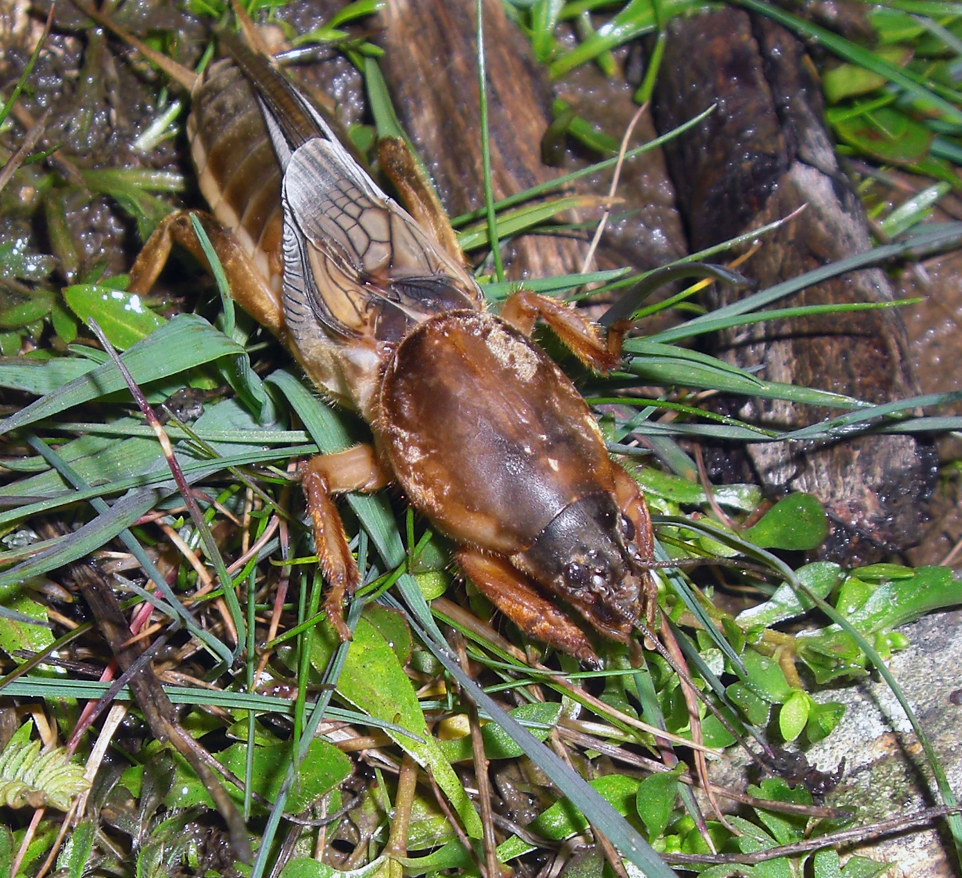 Alto Carrión Pequeña gran diversidad