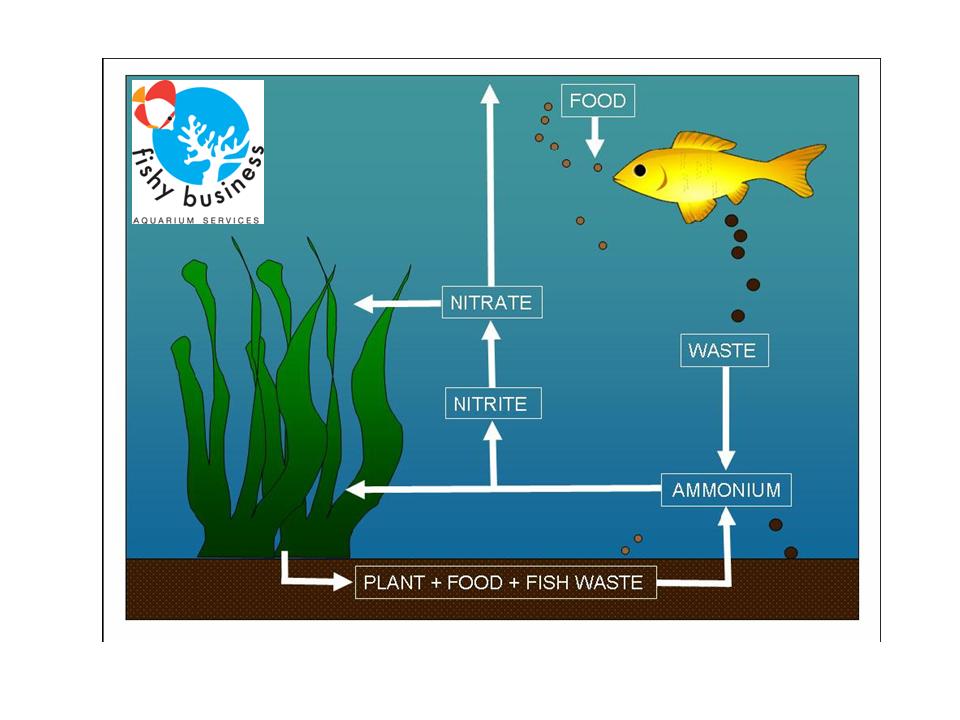 what causes high nitrate levels in aquariums what causes high nitrate levels in aquariums
