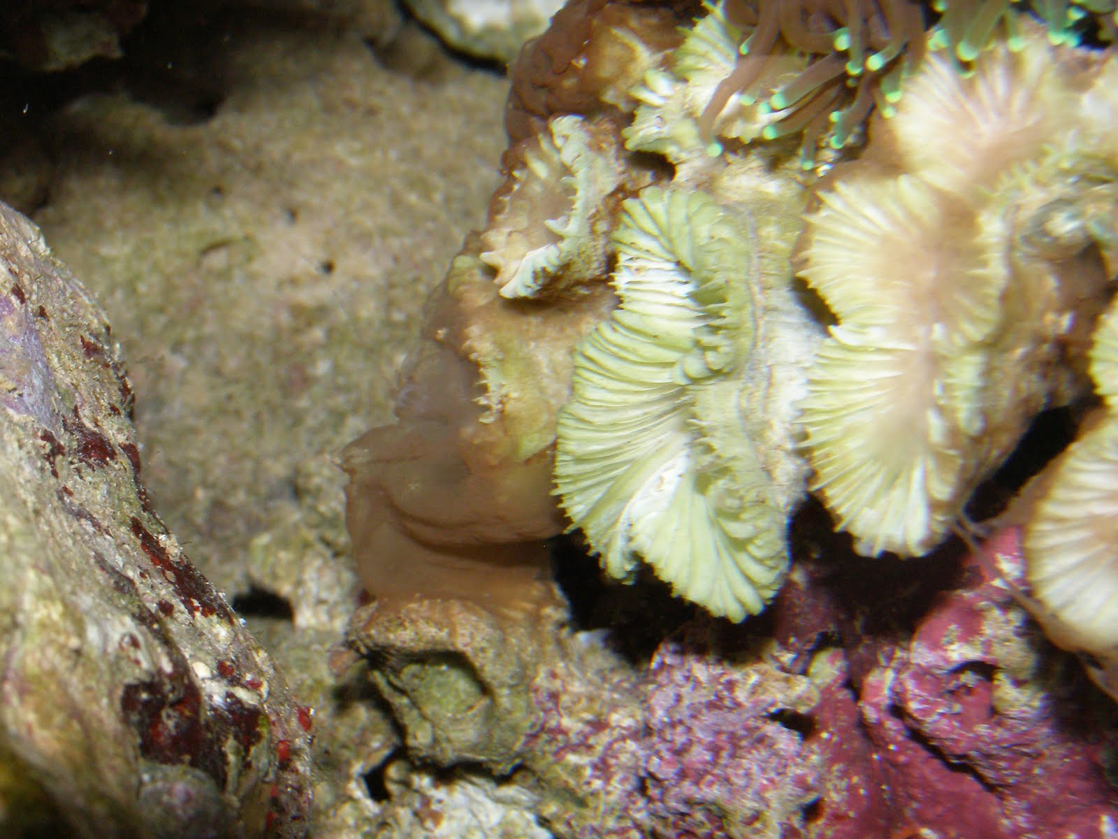 fishy business Brown Jelly Disease or is it?