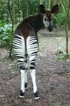 Support the Okapi Conservation Project!