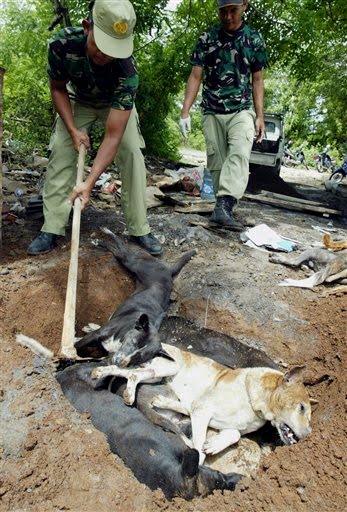 BlogVet: Rabies, zoonosis dan anjing jalanan