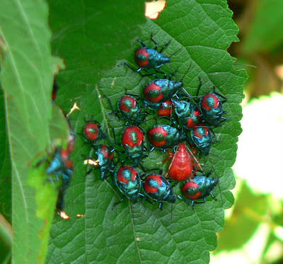 bugs stink