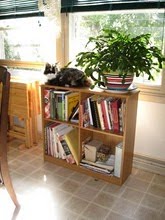 The Cat and the Cookbooks