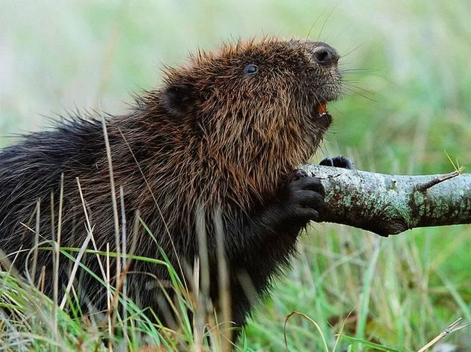 Una Ventana al Mundo: Impresionantes fotos de animales