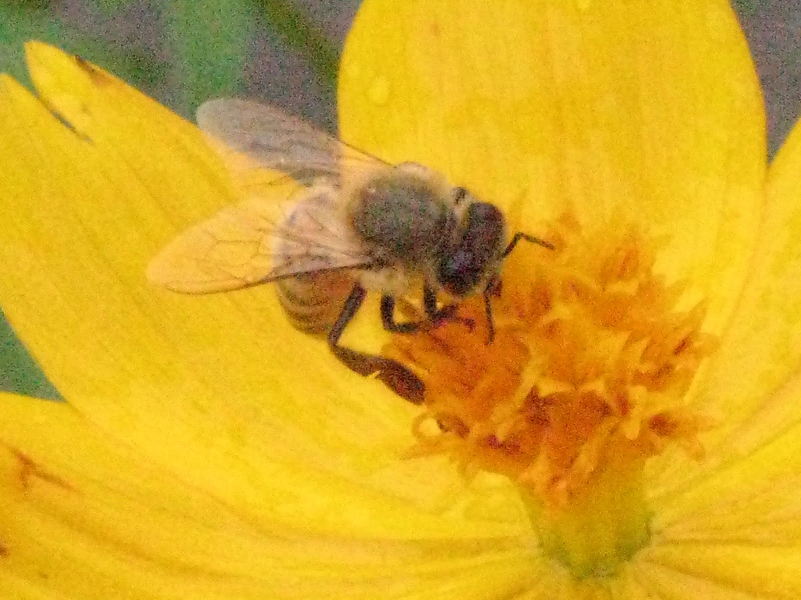 [flor-abelha+004.jpg]