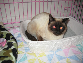 Serenity Sitting in her Litter Box