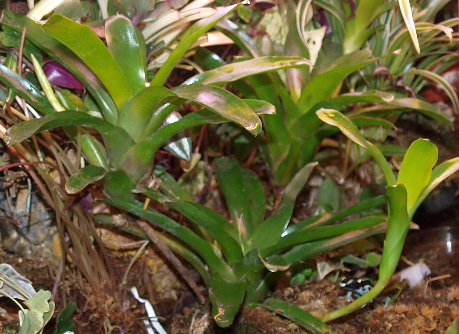 Neoregelia Schultesiana Fireball