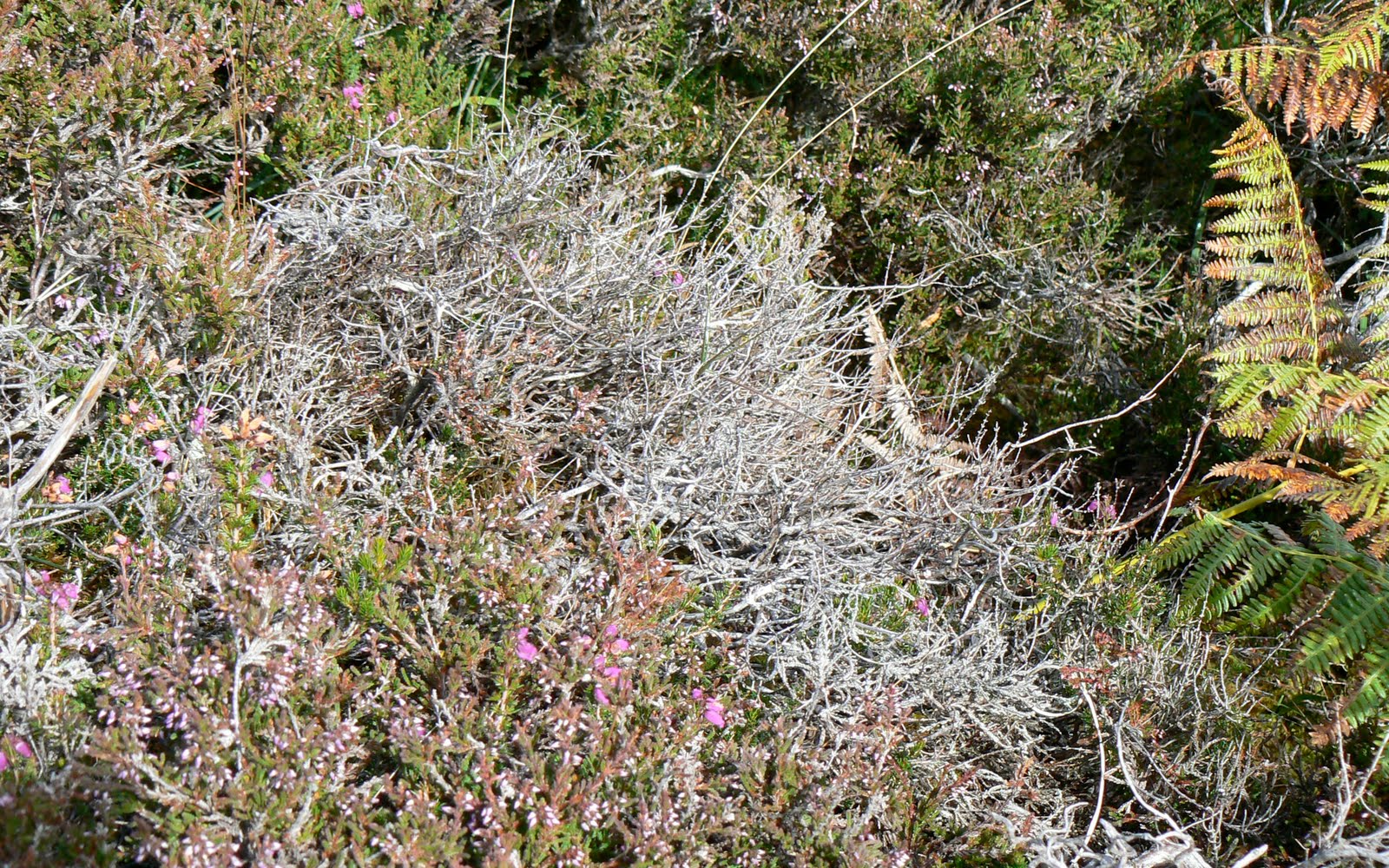 A Kilchoan Diary The Heather Crisis