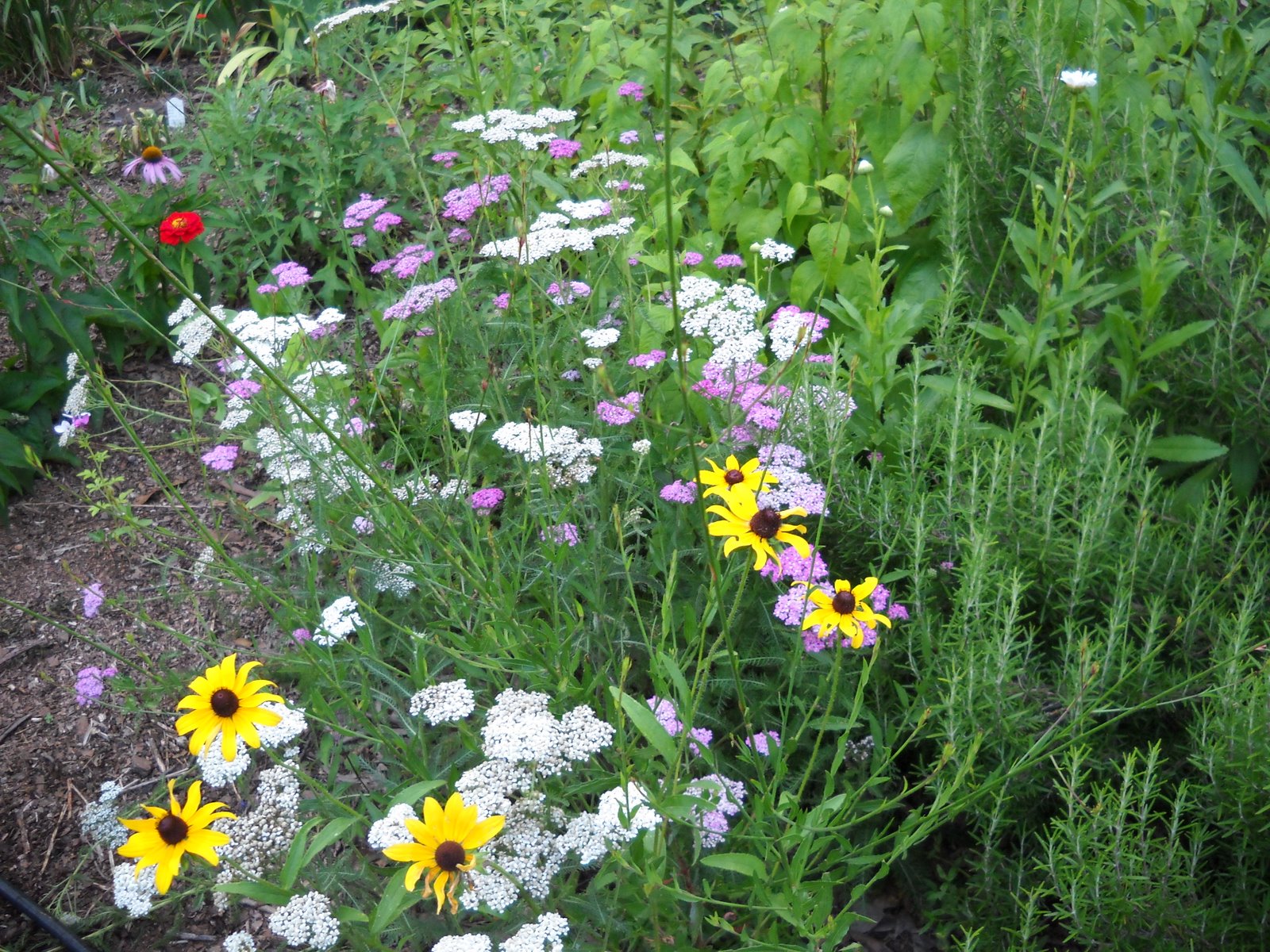 Gold Hill Plant Farm Yarrow