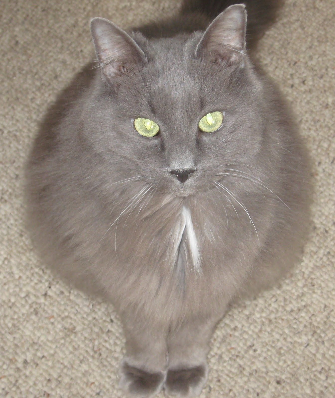 meanderings of a mary mind My Big Grey Cat With Green Eyes, I love you.