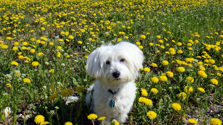 "I'm so confused. Is it daytime or night? And, why did they put me here? Bears eat dandelions !!!"