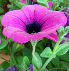 Flower at RV Park in Kenai