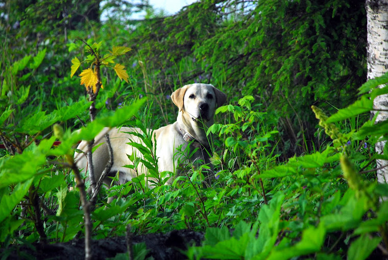 The Closest Thing We've Seen to a Moose in the Wild Recently (David's Dog Named "Moose")