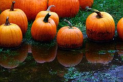[pumpkins+in+the+rain+by+Muffet.jpg]