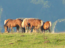 Des Chevaux en estives (pyrénnées atlantiques