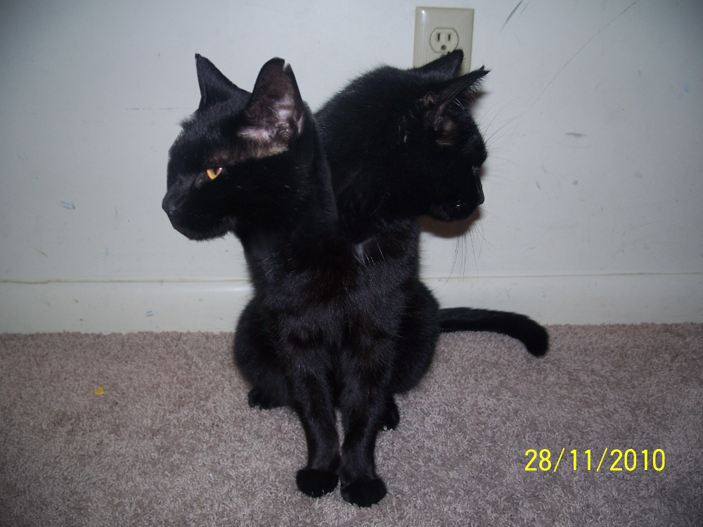 El gato con dos cabezas