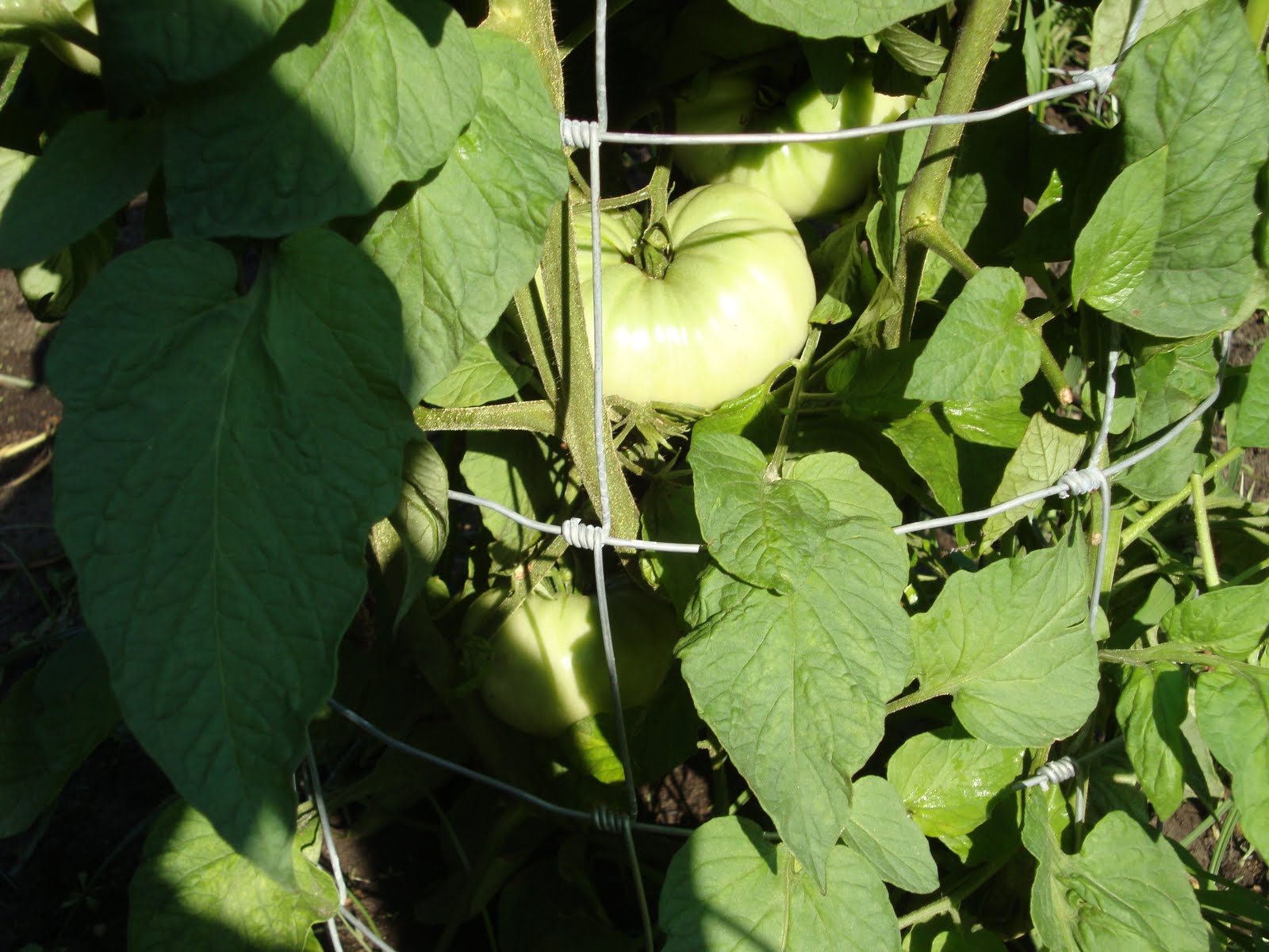 Back Yard Organic Vegetables Progress with the Tomato Crop
