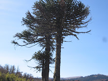 Araucaria