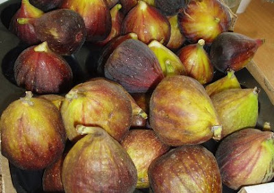 What Eye 8: What to Do with All These . . . Figs?