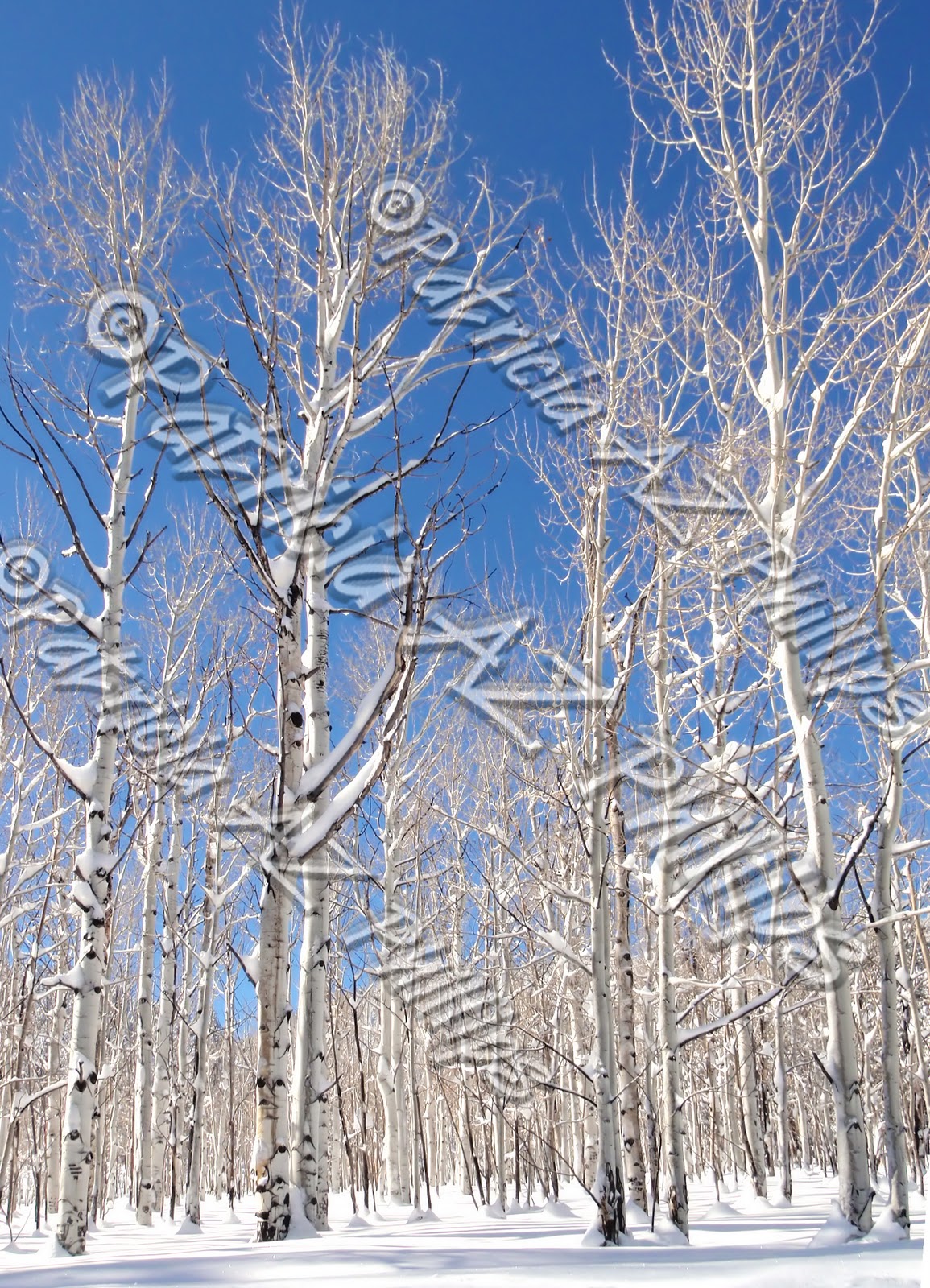 The Looney Bin Images Quaking Aspens In Snow