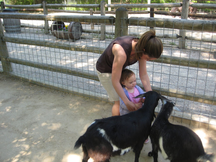 Feeding the baby goats