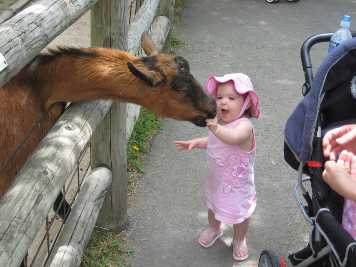 Feeding the big goats