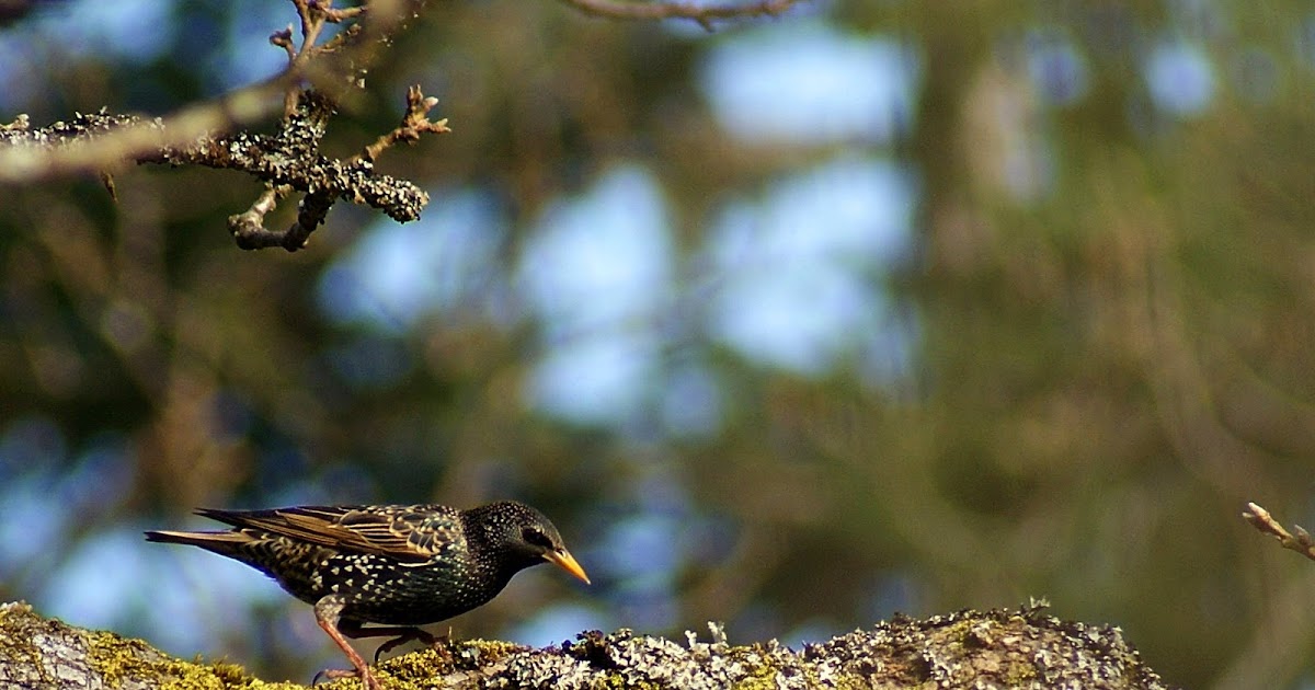 Victoria Daily Photo: European Starling (Sturnus vulgaris)