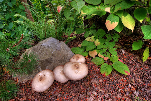 Glendale Gardens, Saanich, Victoria, BC, Canada