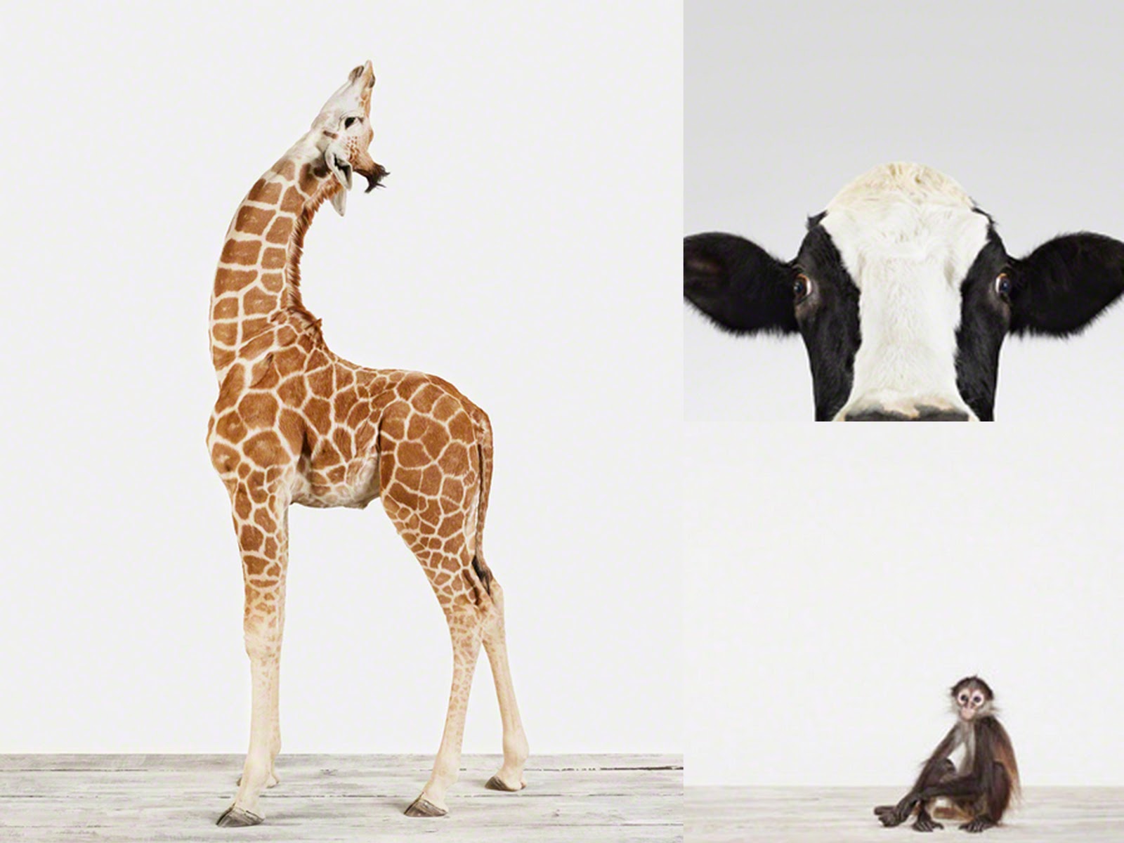 another donkey design Awww the Animal Print Shop