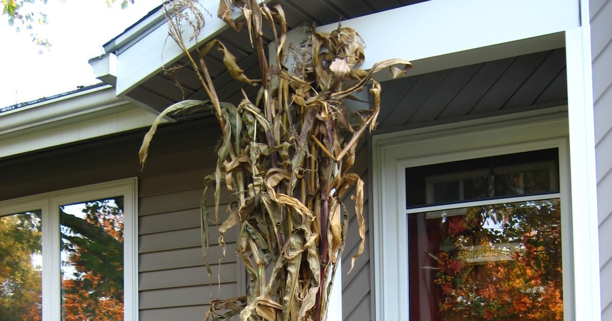 Just Drops in the Bucket: Fall Is Taking Over My Life [Update]