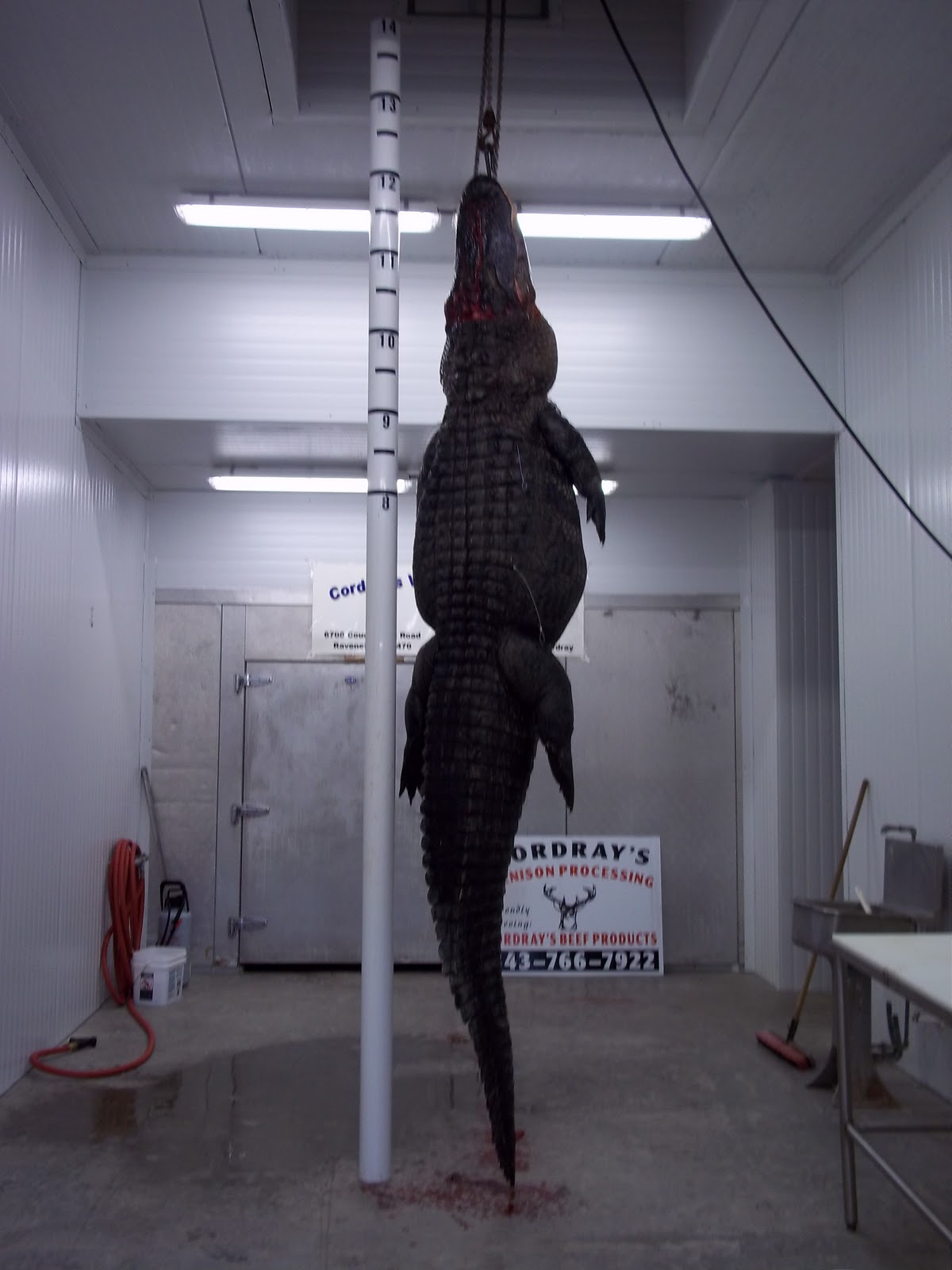 Cordray's How much meat comes from a 713 lb. alligator?