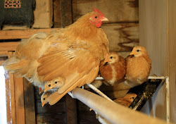 coop ladder chickens perches